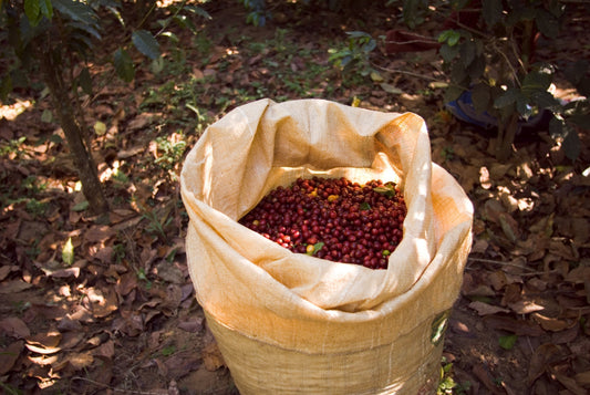 Close-up of a brown bag filled with red coffee cherries